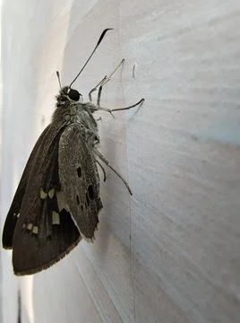 Brown butterfly on the wall Stock Photos