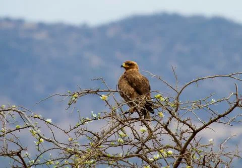 Brown buzzard bird Stock Photos