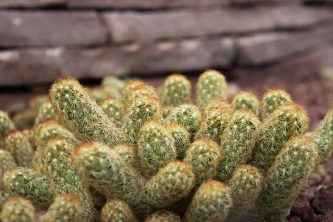 Brown Cactus Stock Photos