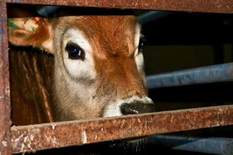 Brown cald Stock Photos