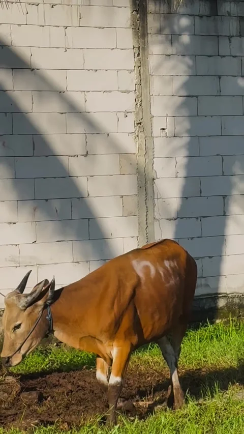 Brown Calf and Cows Stock Footage 339771850