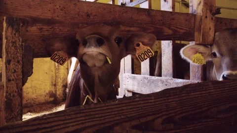 Brown calf chewing hay in the barn, muzzle close up Stock Footage 194490429