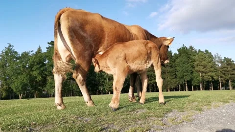 Brown calf drinks milk from the udder of a cow Stock Footage