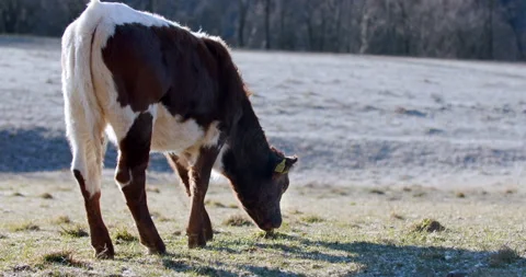 A brown calf eating grass on a cold frozen morning Video stock 149493114