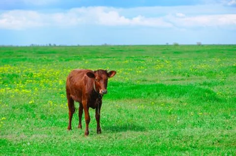 Brown calf on the field 스톡 사진