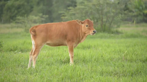 Brown calf. Video stock 28546561
