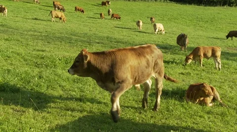 Brown calf Stock Footage 40769706