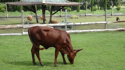 Brown calf grazes on grass while sheep roam in the background at a farm on a sun Vídeo Stock 336227847