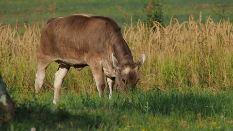 Brown calf grazing on the meadow Stock Footage 117600715