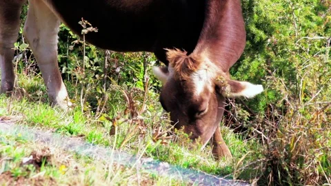 Brown calf grazing on mountain meadow at sunny day, one cow Stock Footage 101632556