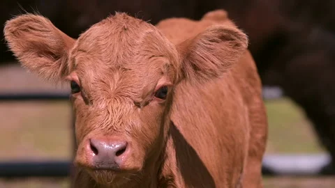 Brown calf head close up Stock Footage 197167222