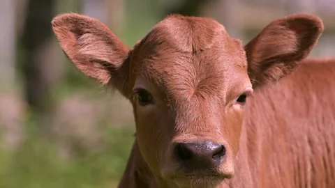 Brown calf head close up Stock Footage 197167353
