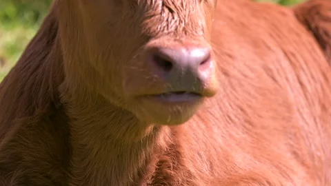 Brown calf head tilt in sunset Stock Footage 197169448