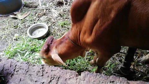 A brown calf with its head in a stable Stock Footage 138612103
