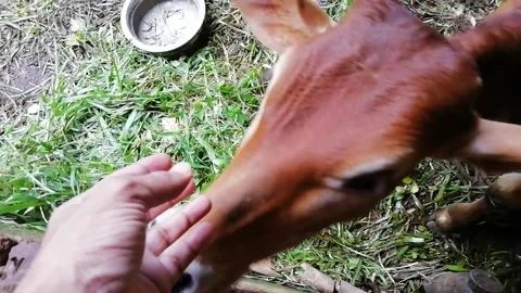 A brown calf with its head in a stable Stock Footage 138612104