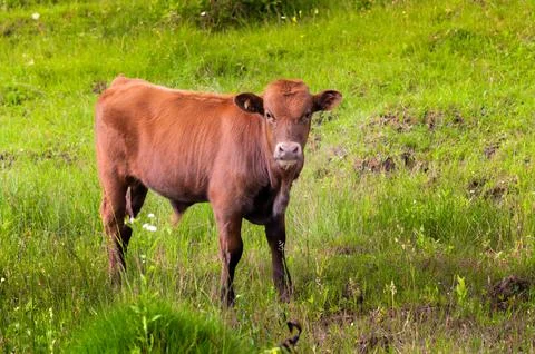 Brown calf looks into the camera while standing on the green grass. bull calf on Stock Photos