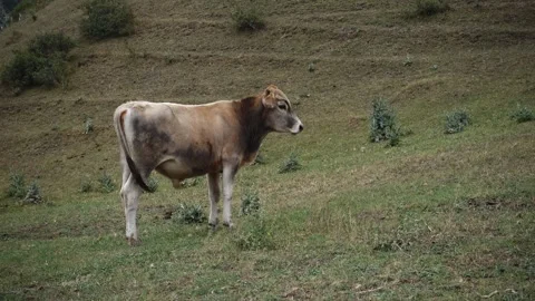 The brown calf in mountain Video stock 245000412