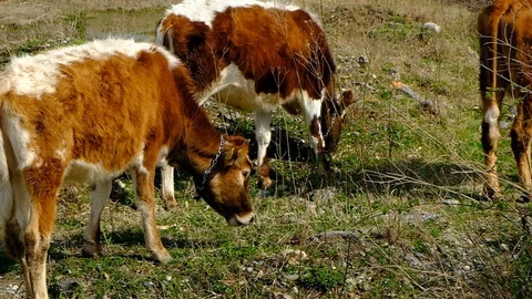 Brown calf in the pasture. Stock Footage 128810046
