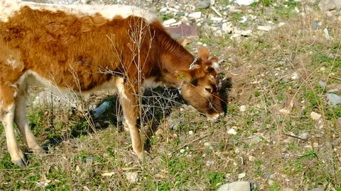 Brown calf in the pasture. Video stock 128810334