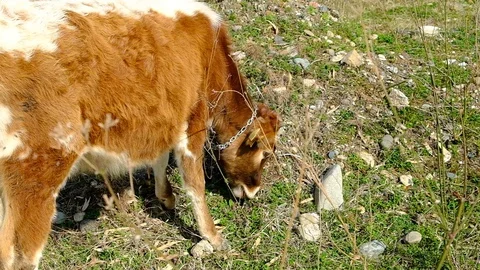 Brown calf in the pasture. Stock Footage 128810355