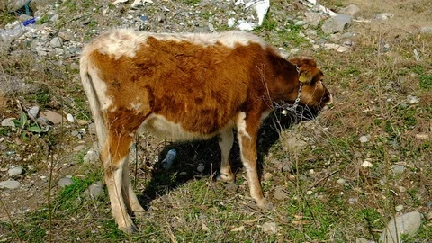 Brown calf in the pasture. Stock Footage 128810356