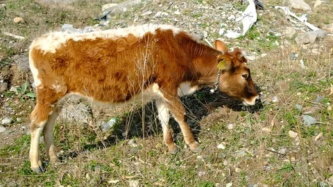 Brown calf in the pasture. Stock Footage 128810975