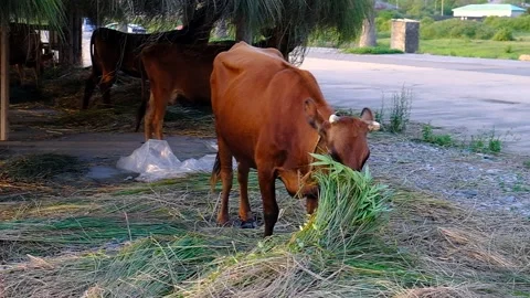 Brown calf in the pasture. Stock Footage 134875480