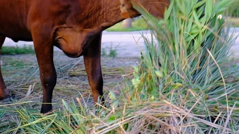 Brown calf in the pasture. Stock Footage 134875622