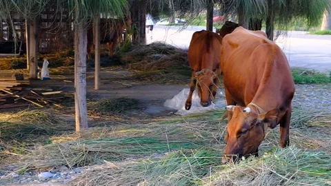 Brown calf in the pasture. Video stock 134875692