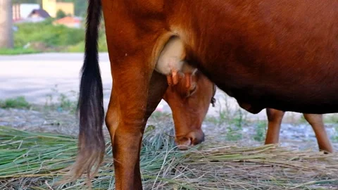 Brown calf in the pasture. Stock Footage 134875928