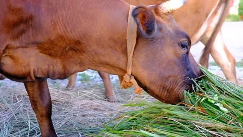 Brown calf in the pasture. Stock Footage 134876102