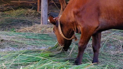 Brown calf in the pasture. Stock Footage 134876180