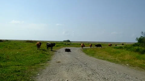 Brown calf in the pasture. Stock Footage 140508731