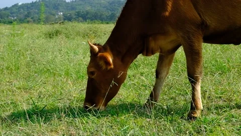Brown calf in the pasture. Stock Footage 140508829