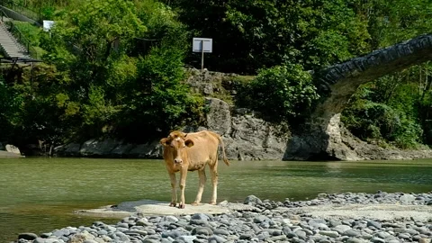 Brown calf in the pasture. Stock Footage 140627550