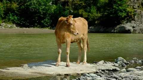 Brown calf in the pasture. Stock Footage 140627564