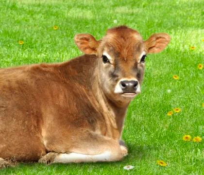 Brown calf Stock Photos