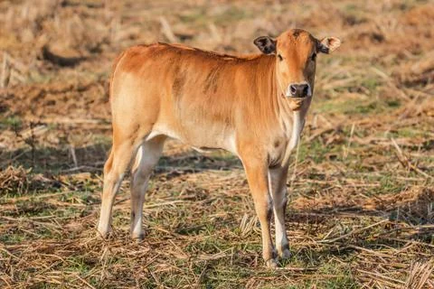 Brown calf Stock Photos