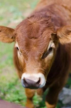 Brown calf. Stock Photos