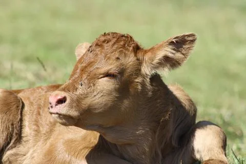 Brown calf Stock Photos
