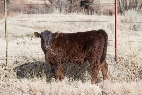 Brown Calf Stock Photos