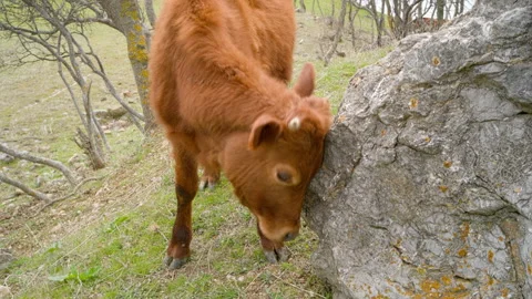 A brown calf is scratching its head against a rock in a pasture on a cloudy Stock Footage 269838783