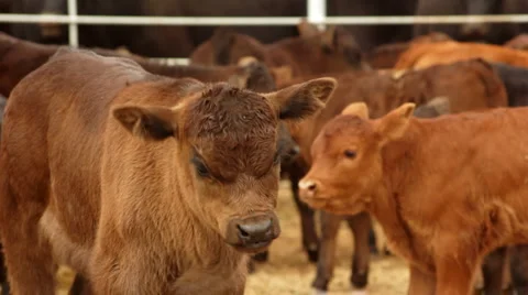Brown Calf Shaking Head while Herd is Bleating Vidéo 4731119