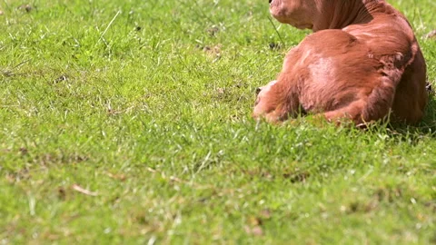 Brown calf tilt in sunset Stock Footage 197173435