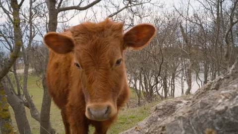 A brown calf walking on a cloudy spring day. Stock Footage 270089476