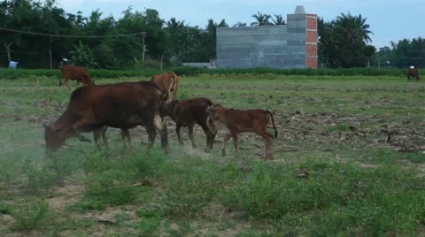 Brown Calfs Fighting while Playing on Meadow. Stock Footage 64269947