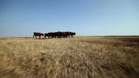 Brown Calves Grazing Stock Footage 8805308