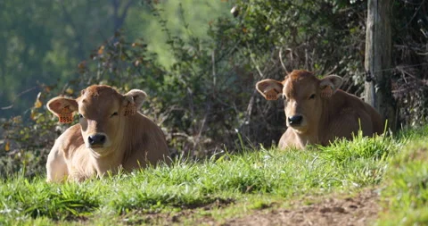 Brown calves rest 動画素材 152569446