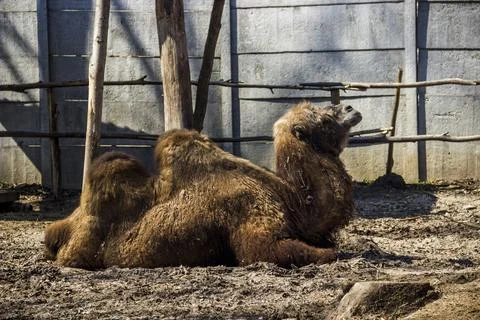 A brown camel (camelus bactrianus) Stock Photos