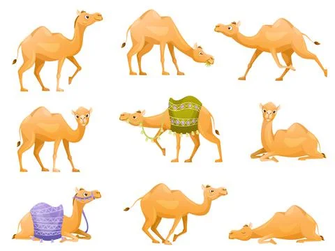 Brown Camel as Even-toed Ungulate Desert Animal in Different Pose Vector Set Stock Illustration